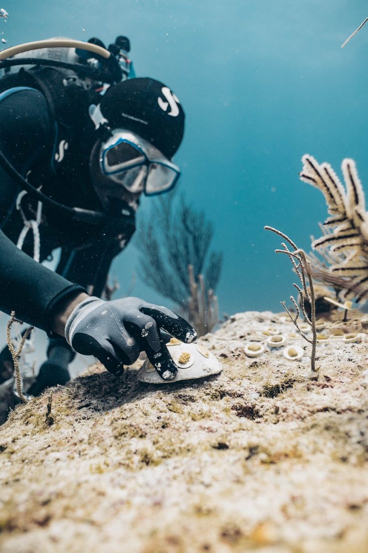 Diver outplanting coral onto the reef