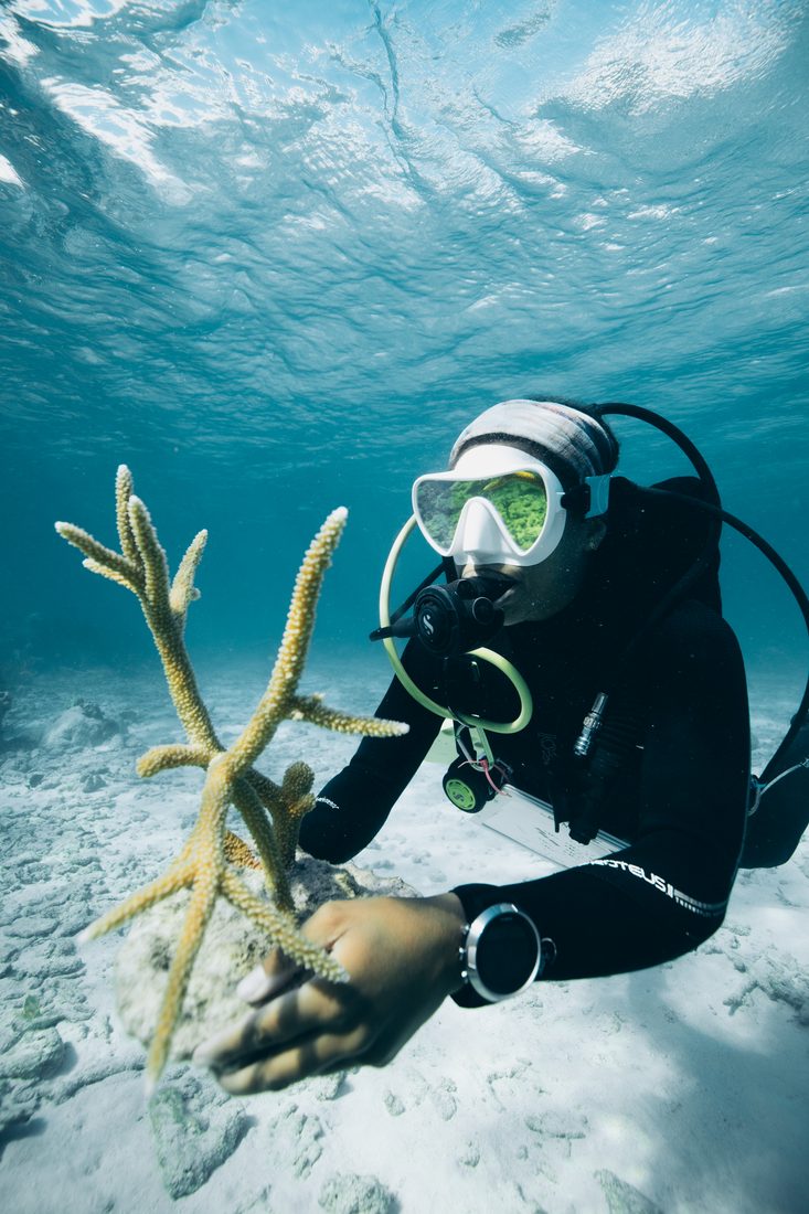 Diver planting staghorn coral