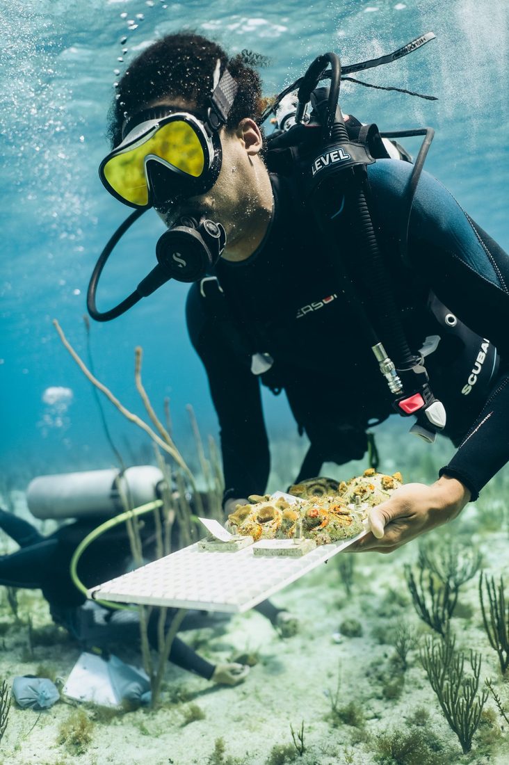 Diver carrying a tray of corals to outplant