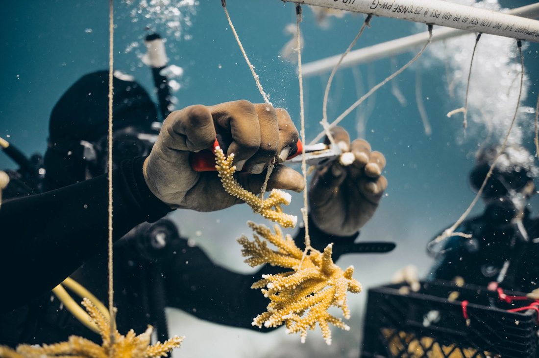 Divers tending coral fragments in the nursery
