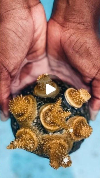 Coral Vita Instagram reel, 302K views